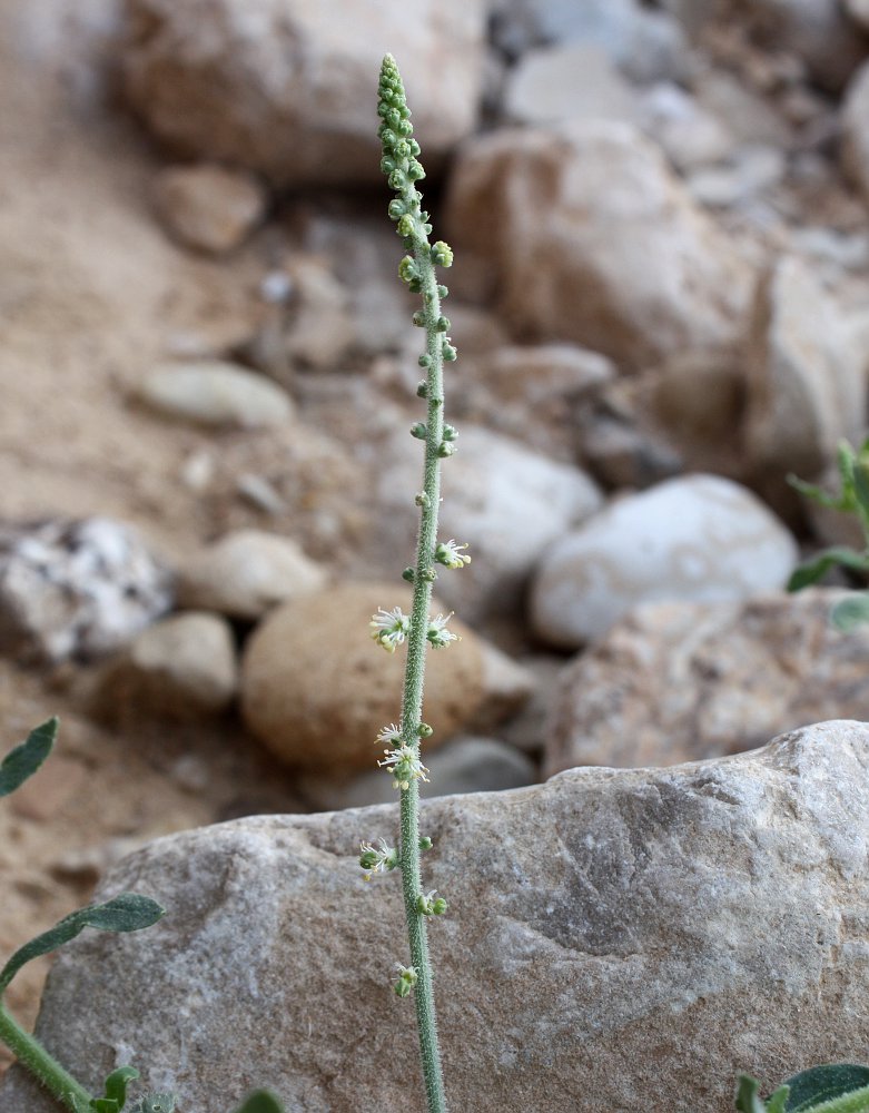 Image of Caylusea hexagyna specimen.