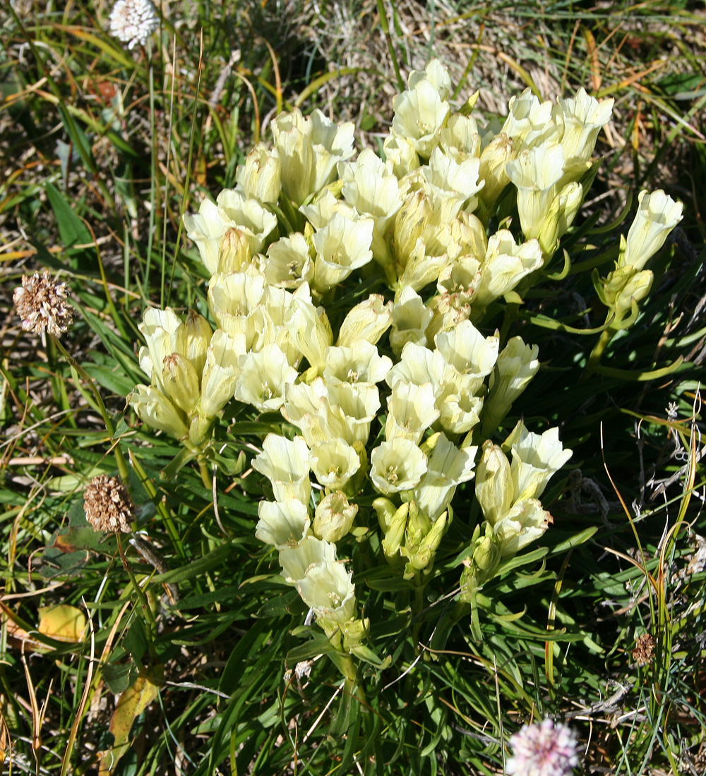 Image of Gentiana algida specimen.