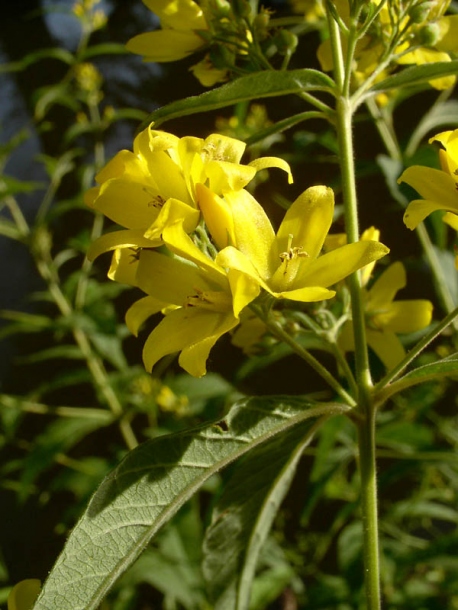 Изображение особи Lysimachia vulgaris.