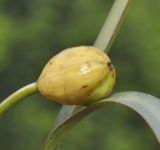 Sternbergia lutea