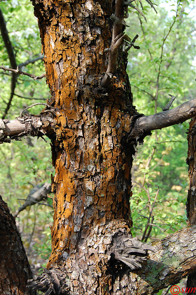 Изображение особи Malus sylvestris.