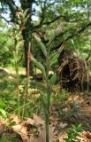 Limodorum abortivum variety viride. Верхушка отцветшего растения. Крым, Южный берег, окр. Мисхора, сосновый лес. 28 мая 2014 г.