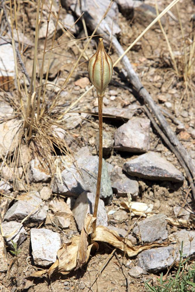 Изображение особи Tulipa kaufmanniana.