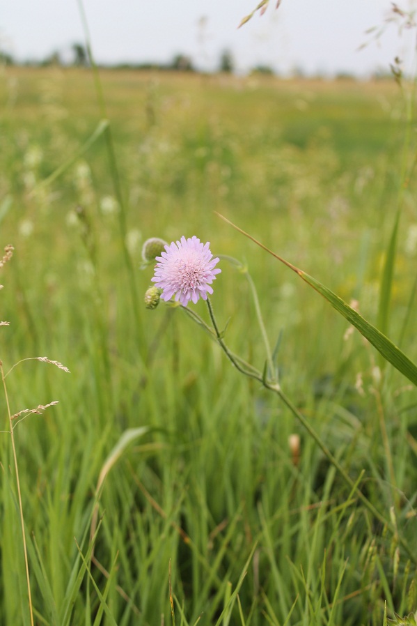 Image of Knautia arvensis specimen.