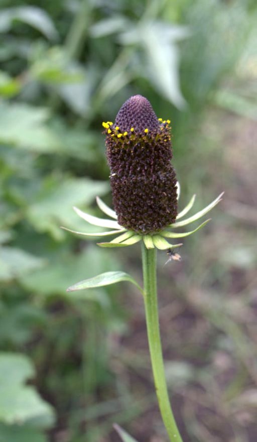 Изображение особи Rudbeckia occidentalis.