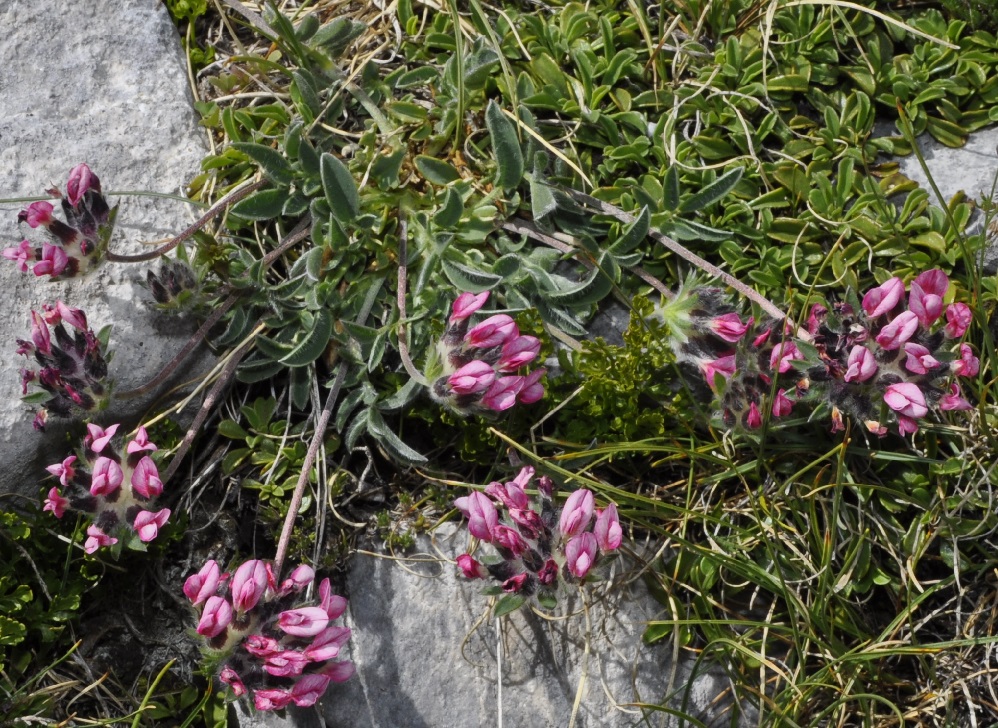 Image of Anthyllis vulneraria ssp. pulchella specimen.