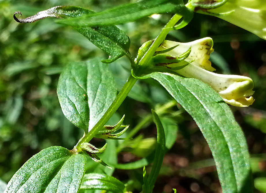 Image of Melampyrum pratense specimen.