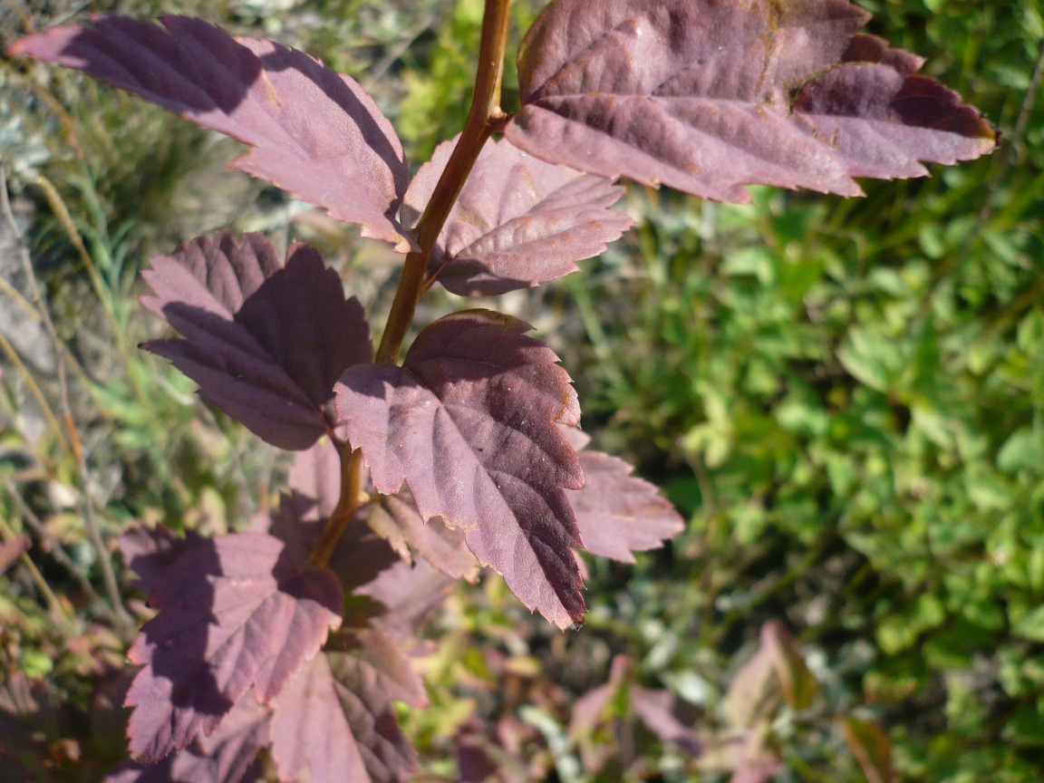 Image of Spiraea chamaedryfolia specimen.