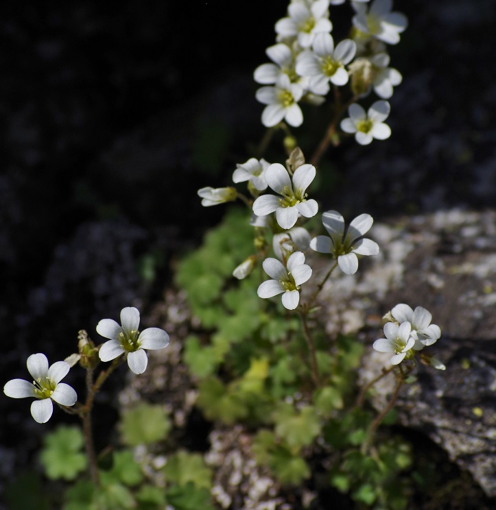 Image of Saxifraga sibirica specimen.