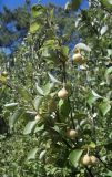 Смотреть изображение Styrax officinalis