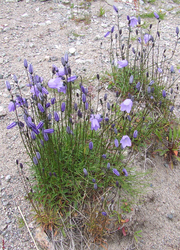 Image of Campanula rotundifolia specimen.