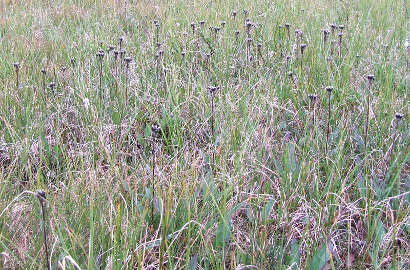 Image of Saussurea alpina specimen.