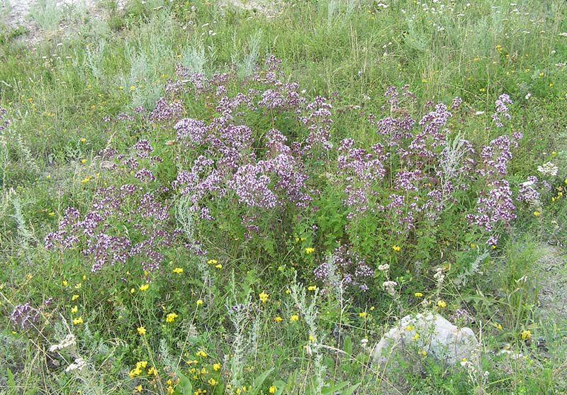 Image of Origanum vulgare specimen.