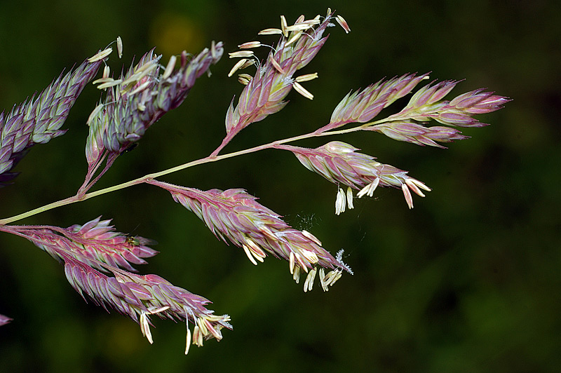 Image of Phalaroides japonica specimen.