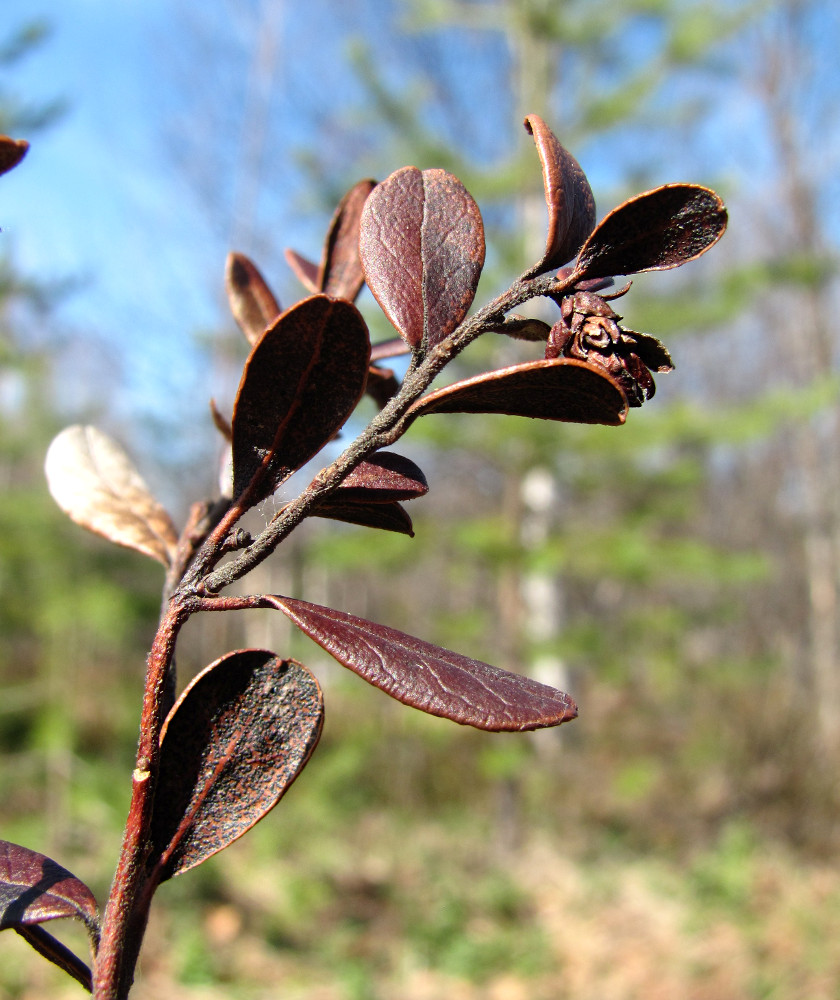 Image of Vaccinium vitis-idaea specimen.