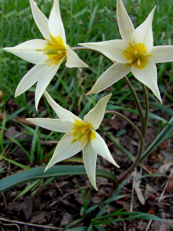 Image of Tulipa bifloriformis specimen.