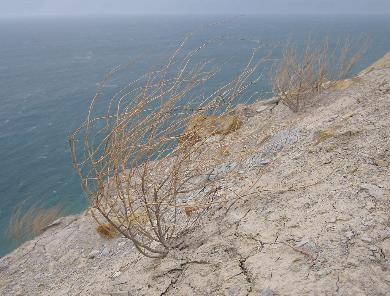 Image of Zygophyllum fabago specimen.