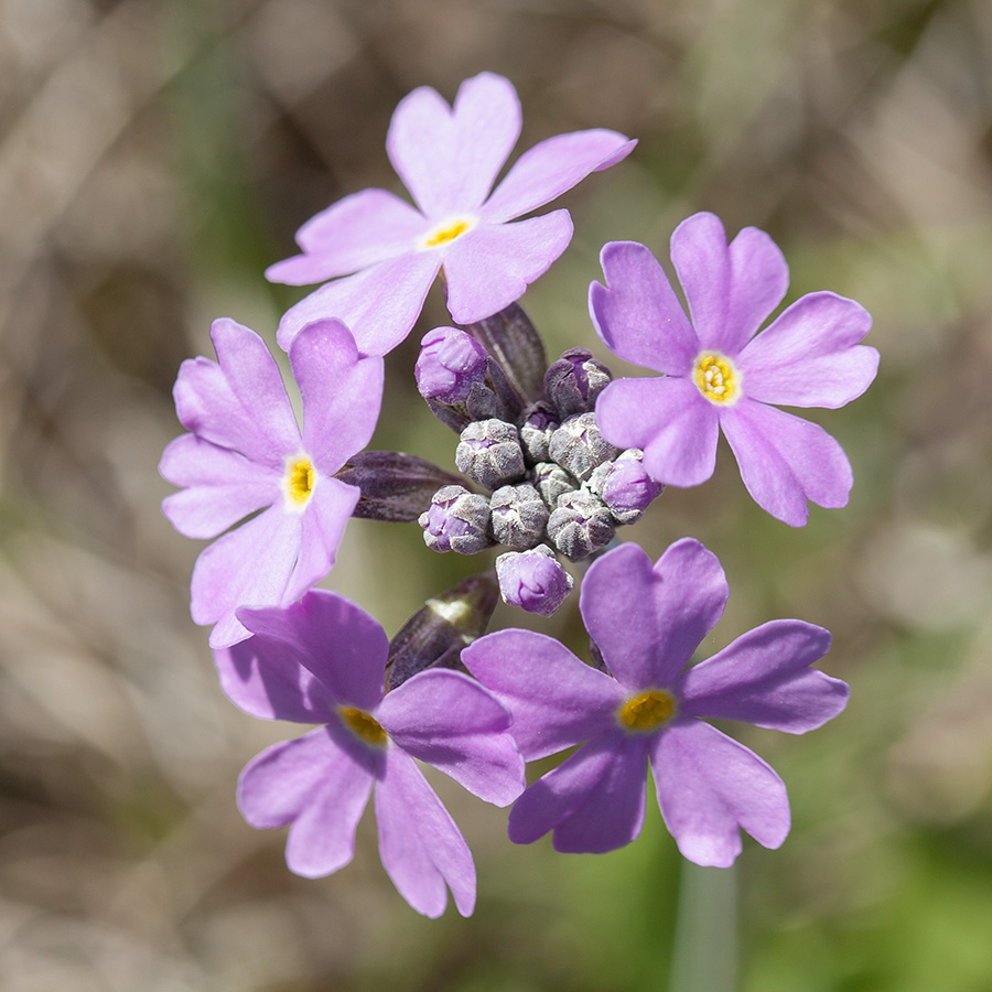 Image of Primula farinosa specimen.