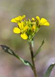 Erysimum hieraciifolium