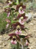 Epipactis helleborine. Часть соцветия. Крым, окр. Феодосии, гора Эчкидаг, каменистая осыпь в дубовом шибляке. 17 июня 2015 г.