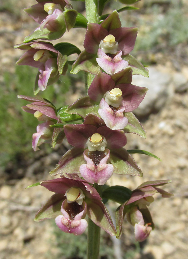 Image of Epipactis helleborine specimen.