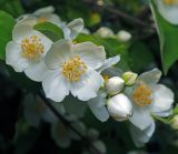 Philadelphus coronarius