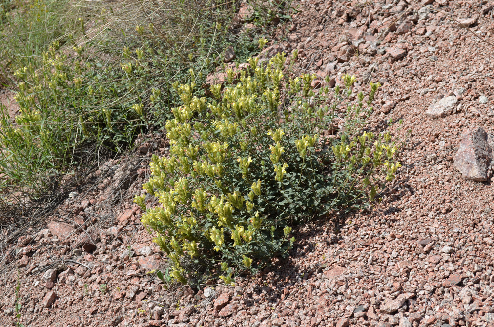 Изображение особи Scutellaria adenostegia.