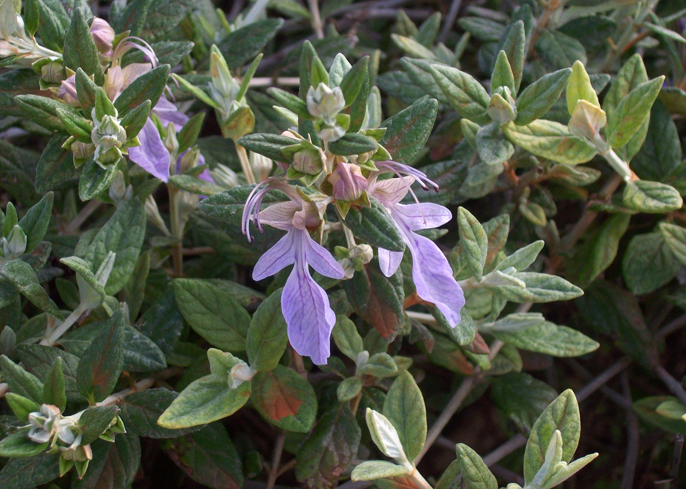 Изображение особи Teucrium fruticans.