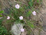 Lychnis sibirica. Цветущее растение. Якутия (Саха), Алданский р-н, окр. пос. Тобук, пойма р. Алдан. 16.06.2012.