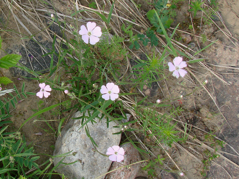 Изображение особи Lychnis sibirica.