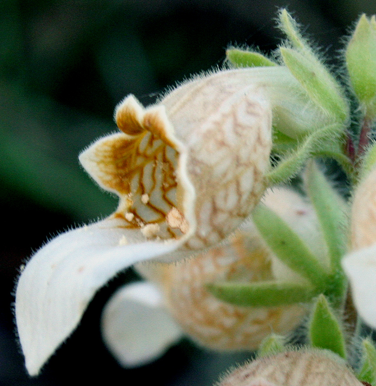 Image of Digitalis lanata specimen.