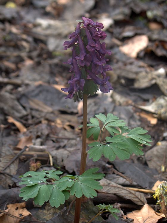 Image of Corydalis solida specimen.