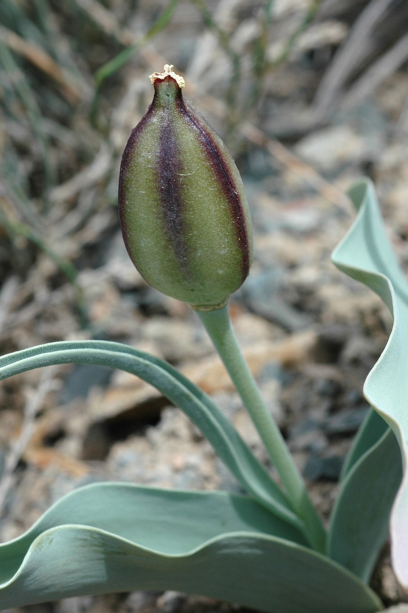 Изображение особи Tulipa alberti.