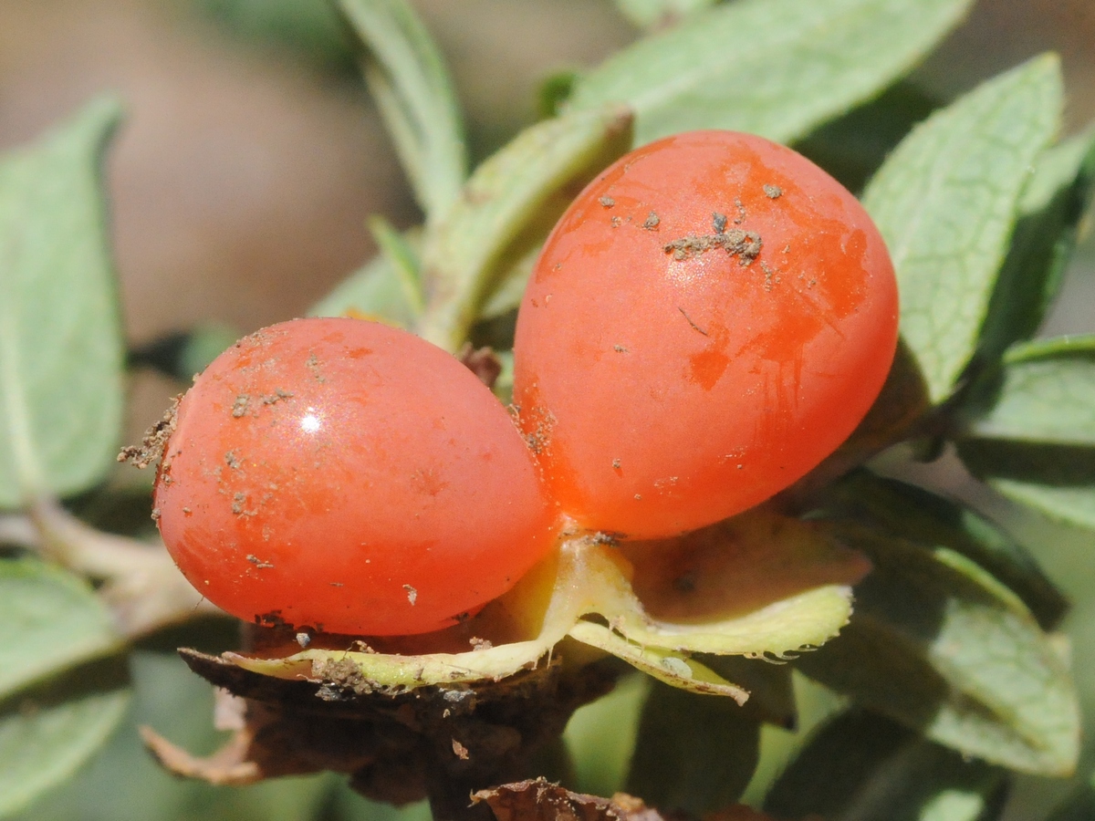 Image of Lonicera semenovii specimen.