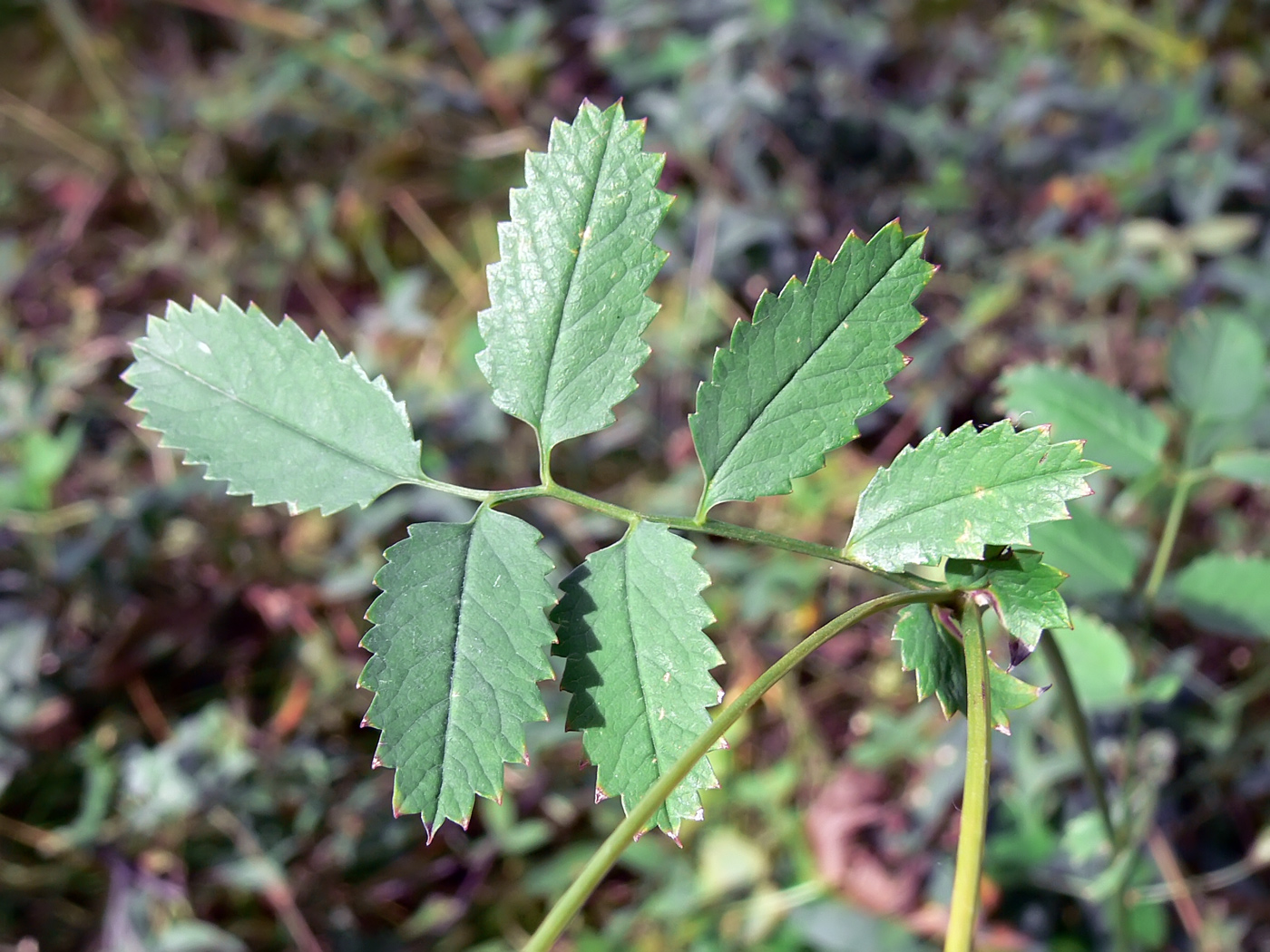 Image of Sanguisorba officinalis specimen.