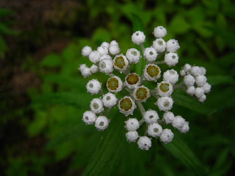 Image of Anaphalis margaritacea specimen.