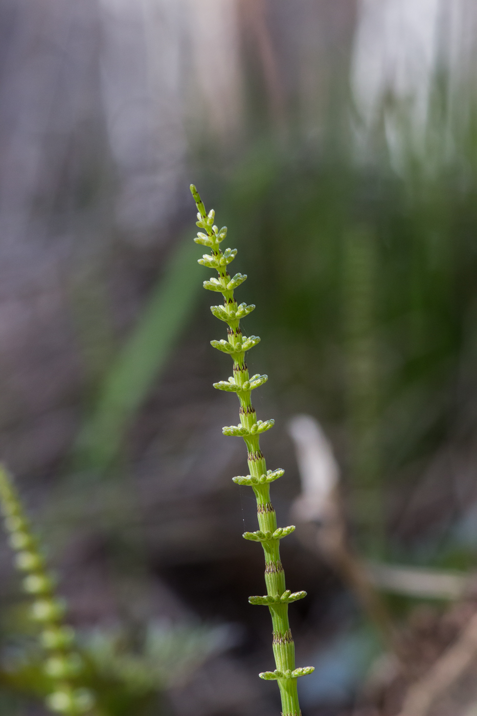 Image of Equisetum pratense specimen.