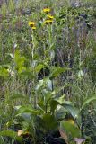 Inula helenium