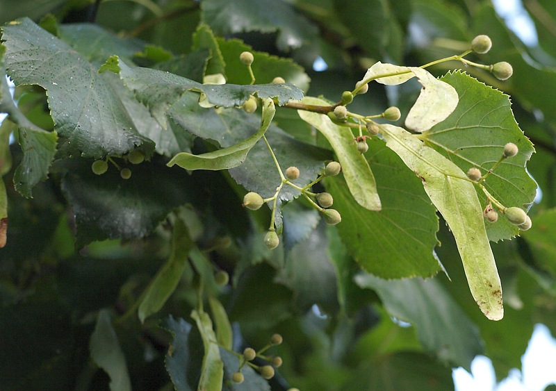 Image of Tilia cordata specimen.