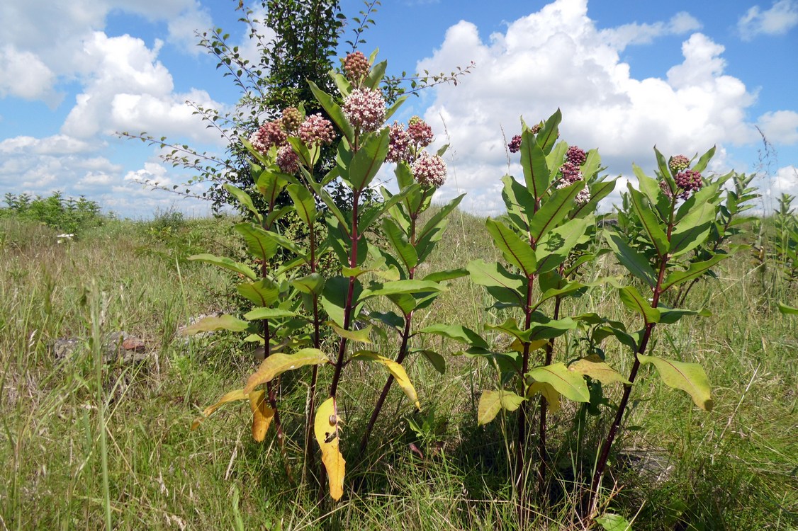 Image of Asclepias syriaca specimen.