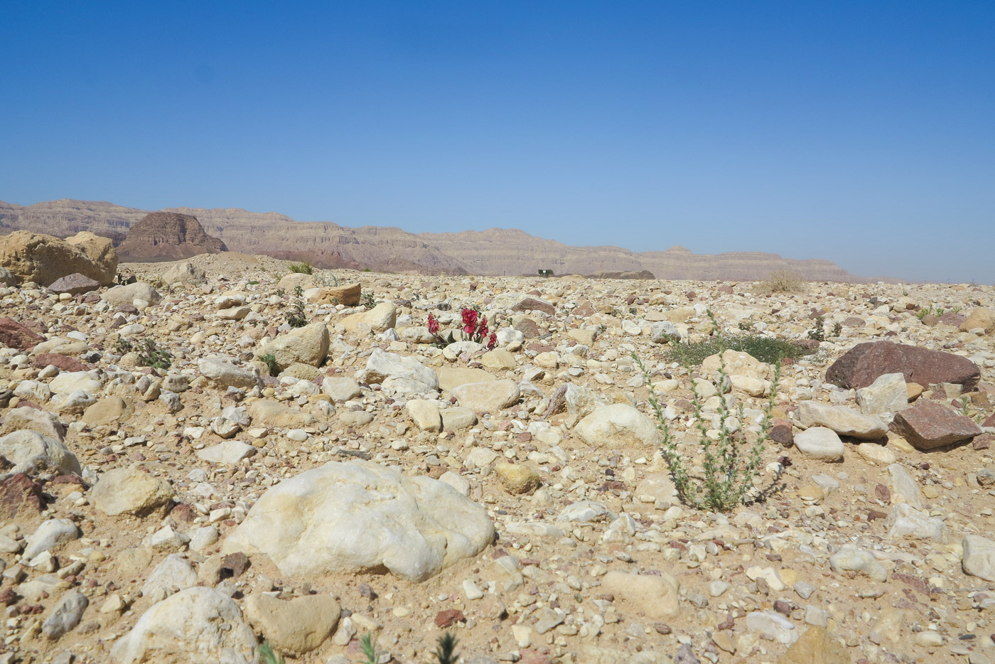 Image of Rumex vesicarius specimen.