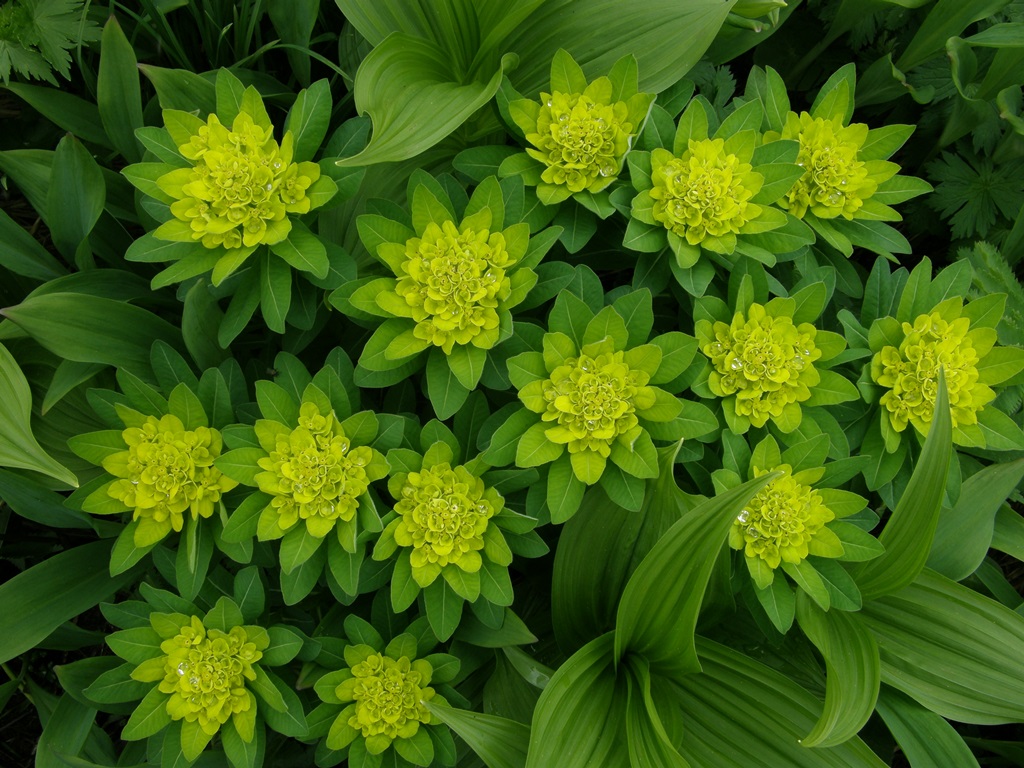 Image of Euphorbia pilosa specimen.