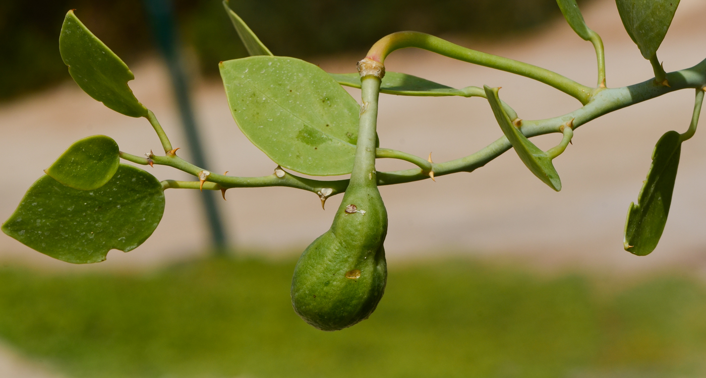 Image of Capparis cartilaginea specimen.