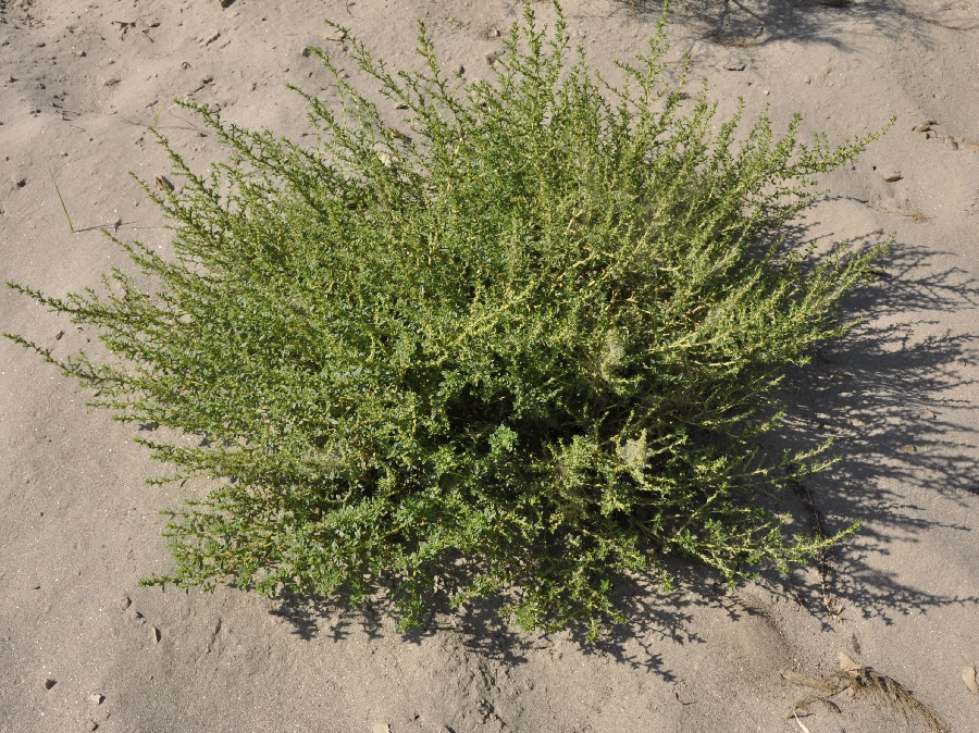 Image of Amaranthus albus specimen.