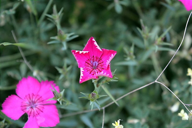 Image of genus Dianthus specimen.