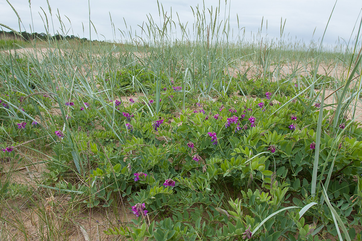 Image of Lathyrus japonicus ssp. pubescens specimen.