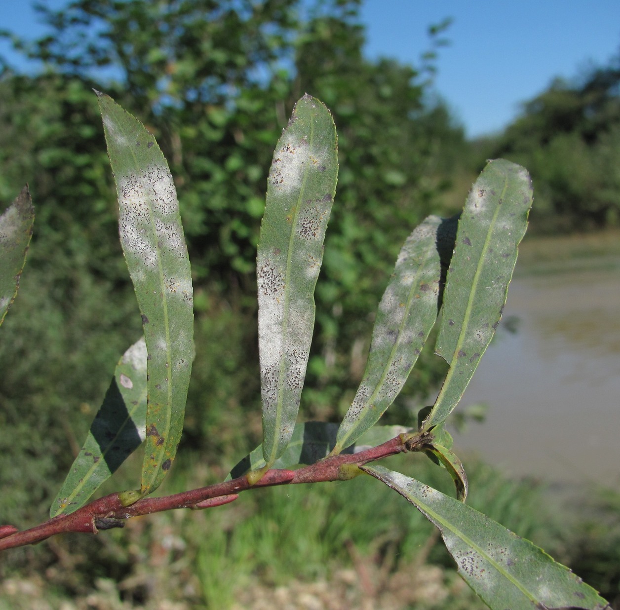 Изображение особи Salix elbursensis.