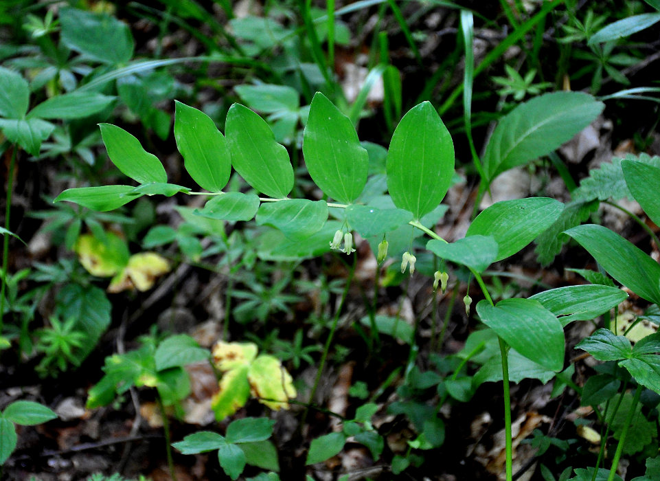 Image of Polygonatum orientale specimen.