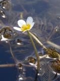 Ranunculus trichophyllus. Цветок. Украина, г. Запорожье, о-в Хортица, южная часть острова, озеро. 11.06.2016.