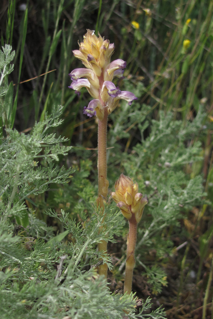 Image of Orobanche cumana specimen.